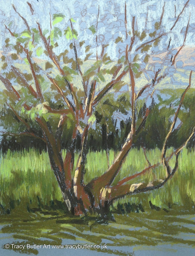 tracy_butler_old_apple_tree_03
